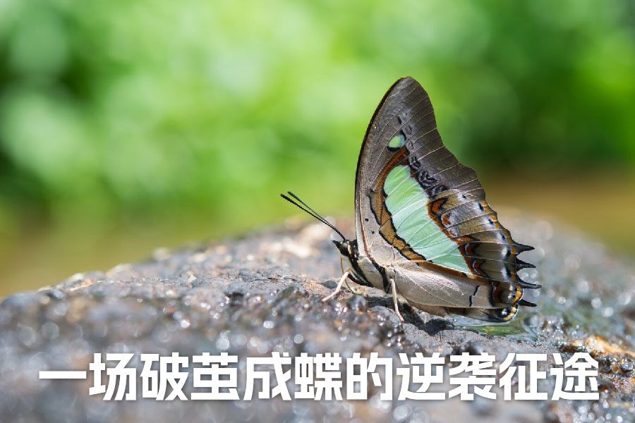 复读:一场破茧成蝶的逆袭征途,背后的真相令人动容